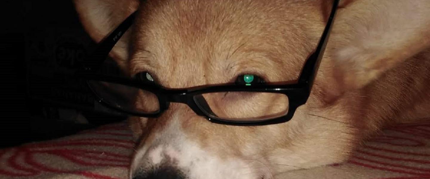Sulo-koiralla on silmälasit