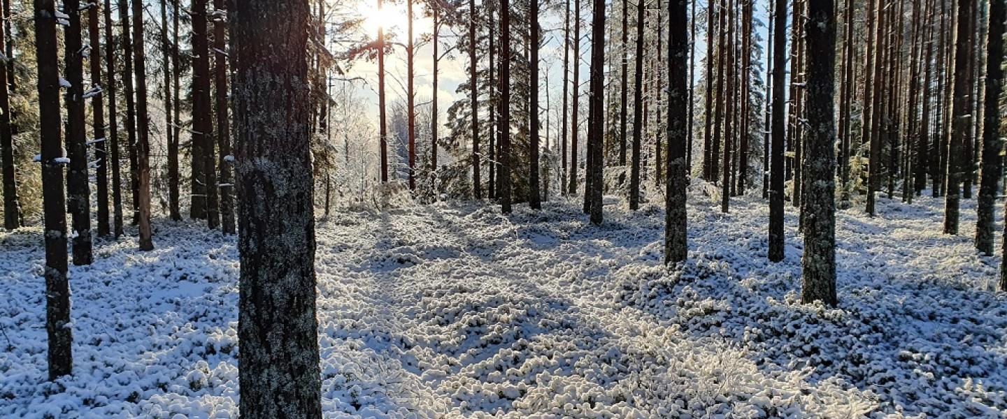 Aurinko kajastaa