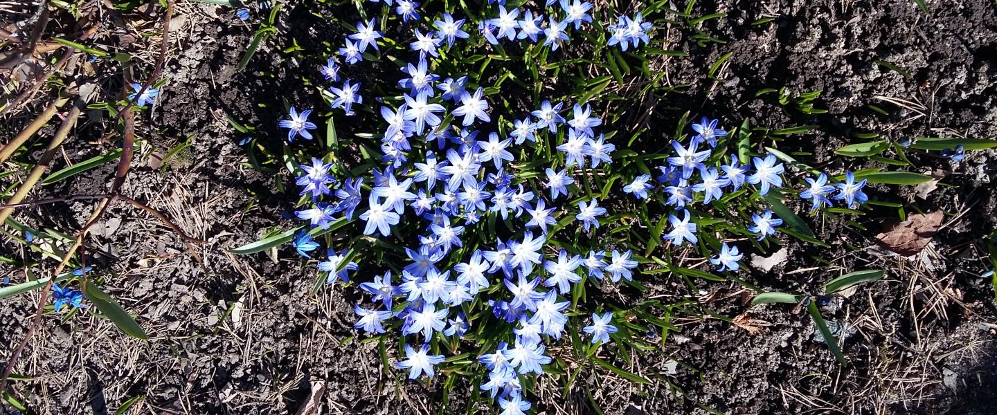 sinisiä kevätkukkia