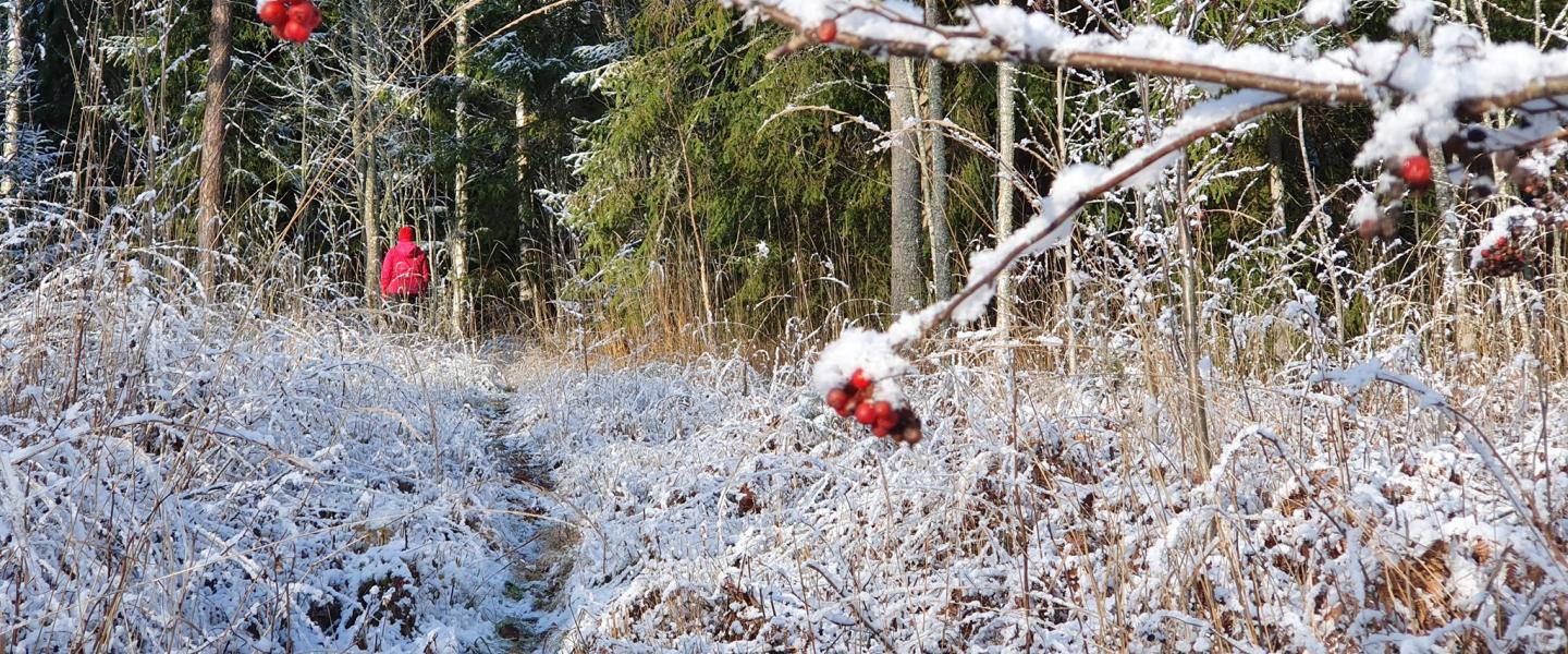 Huurteinen metsäpolku