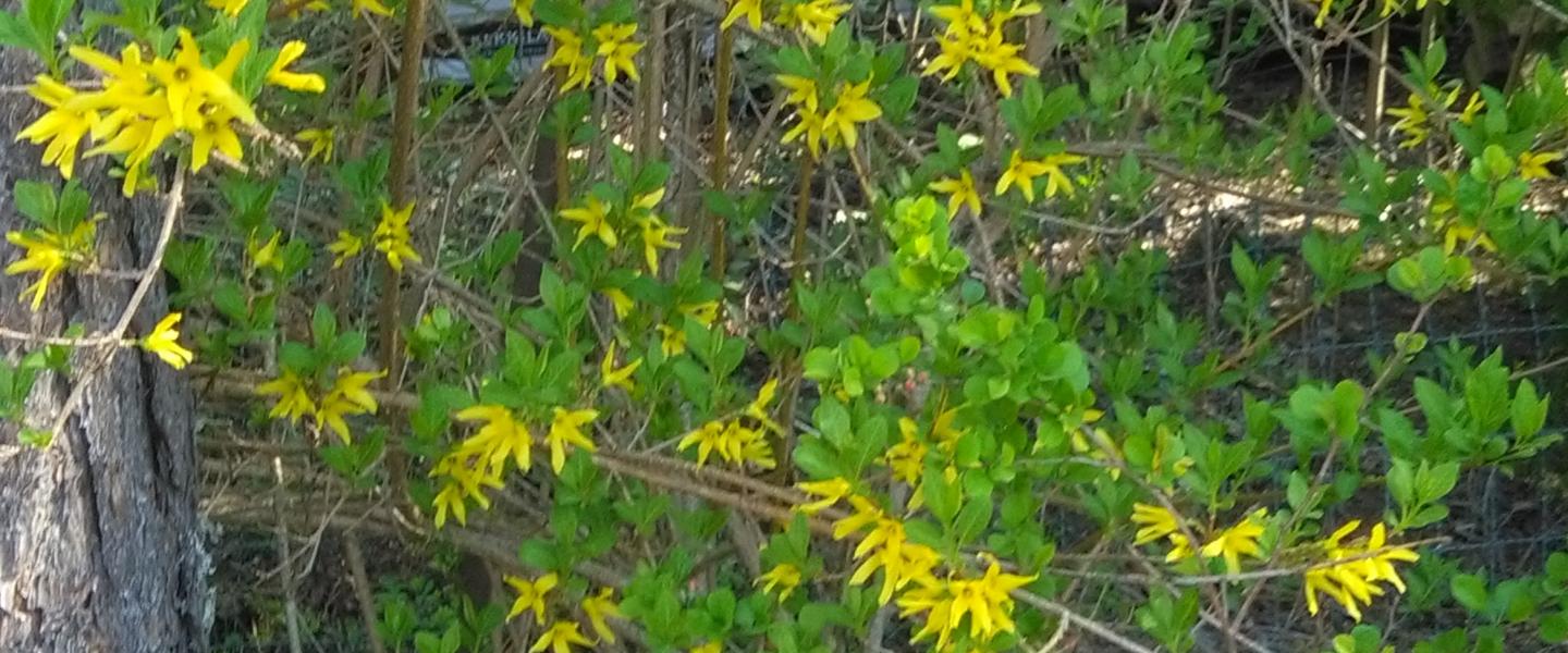 Onnenpensas kukkii,, pensaan oksat täynnä keltaisia kukkia.