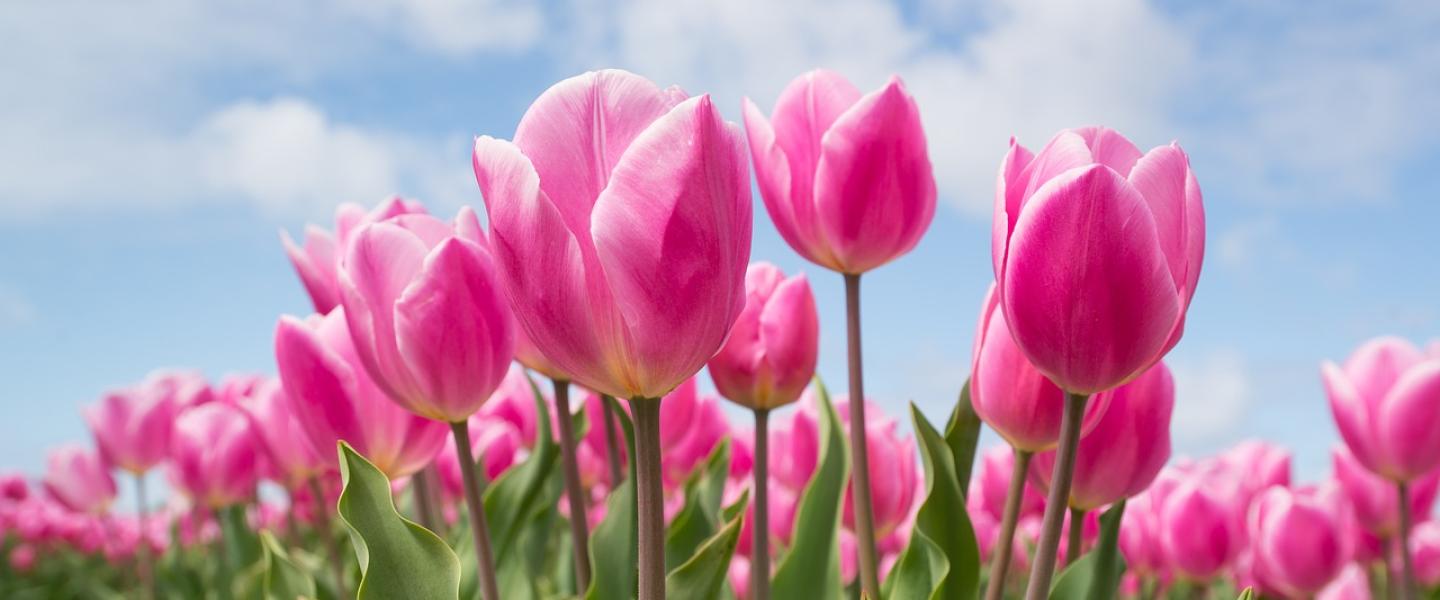 Tulppaanit