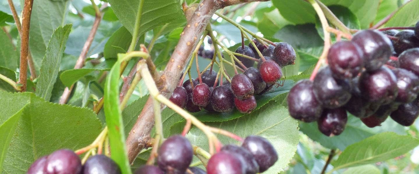 Aronia pensaan marjat