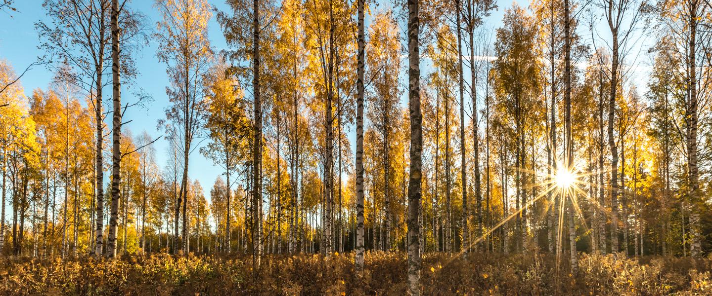 Syksyinen koivikko, jonka takaa aurinko paistaa lähes taivaanrannasta. Sininen taivas.