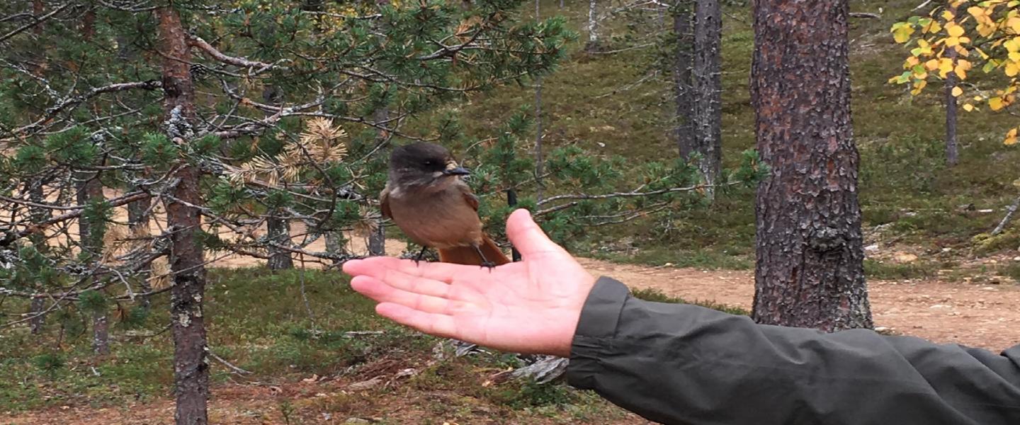 Kuukkeli kädessä