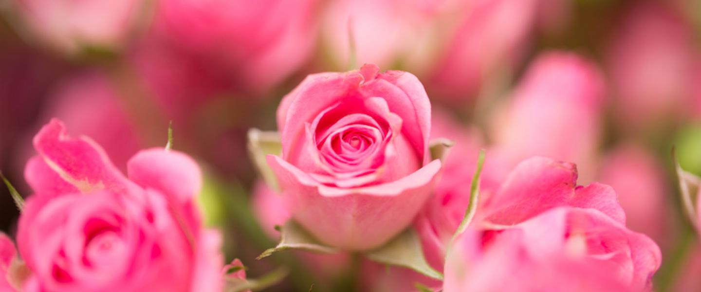 Kimppu vaaleanpunaisia ruusuja