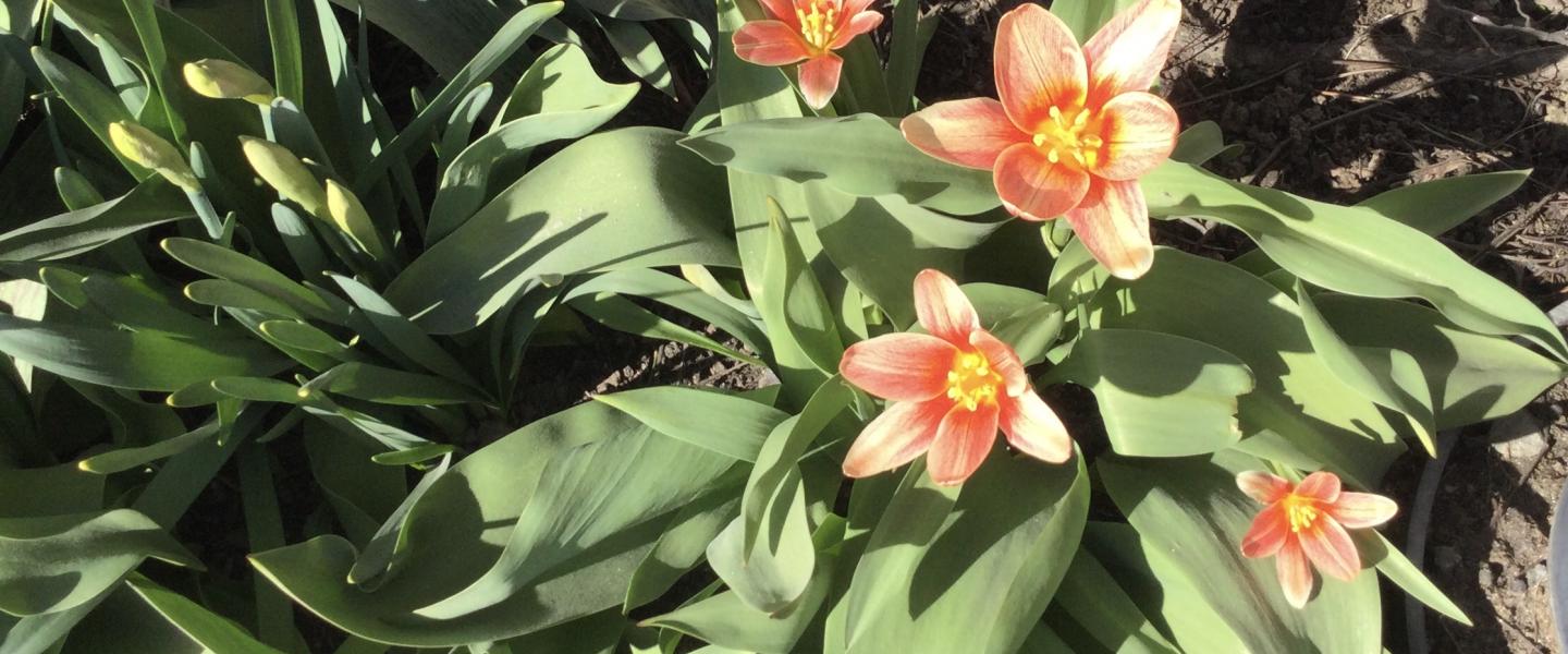 Tampere tulppaanit
