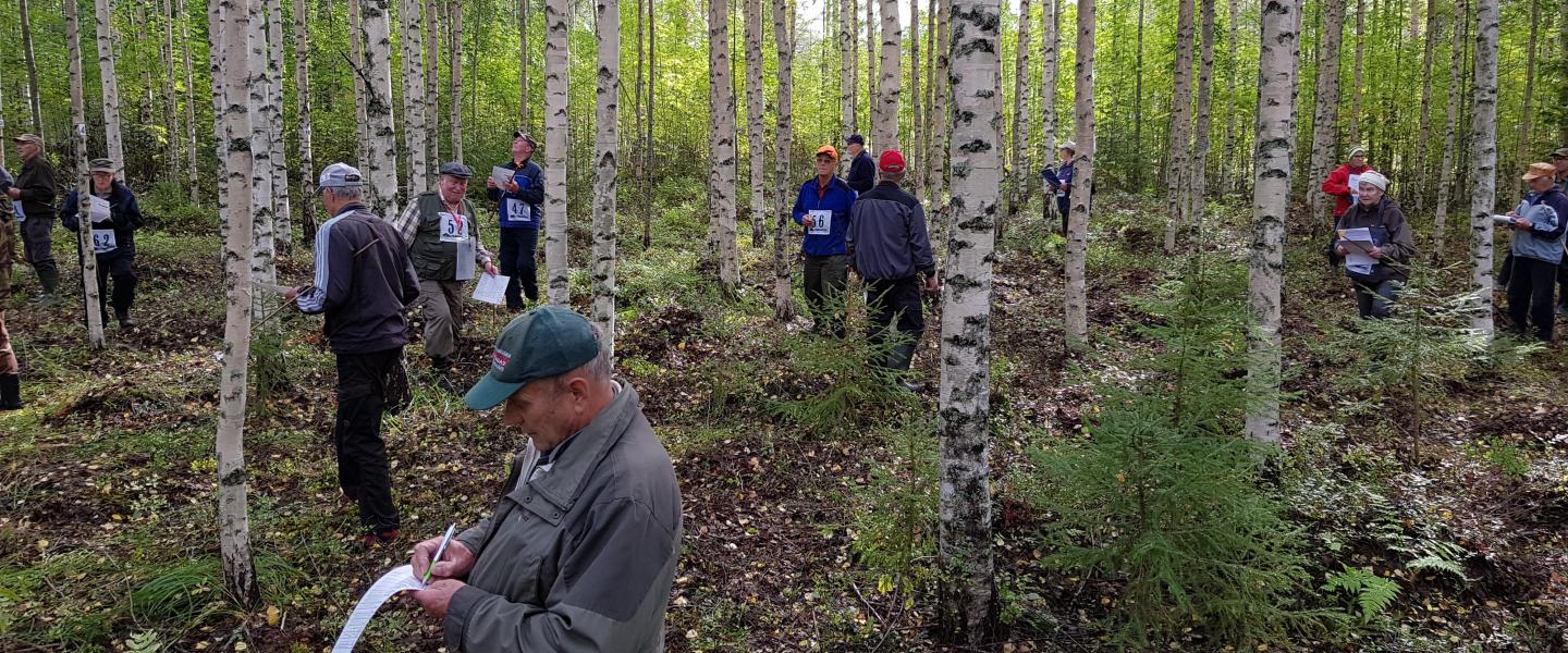 Metsätaitoa ja  arviointia