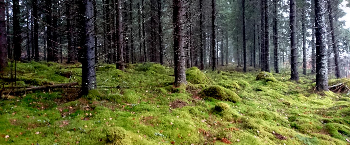 metsä ja sammalta