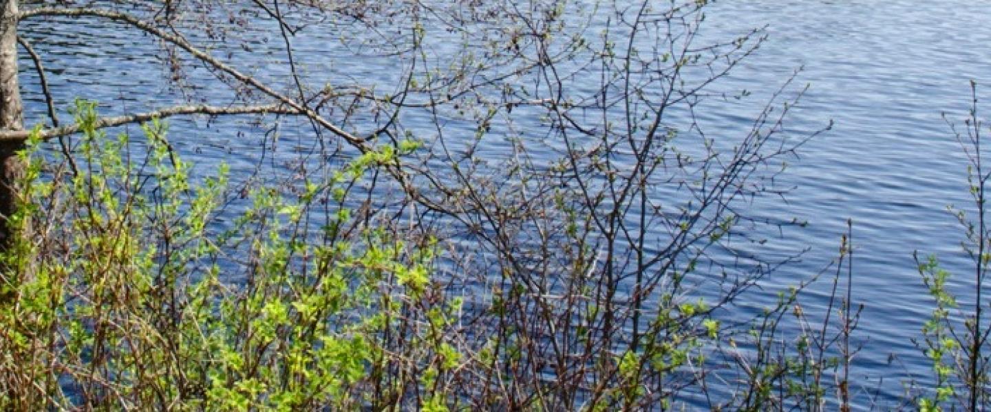 Järvenranta