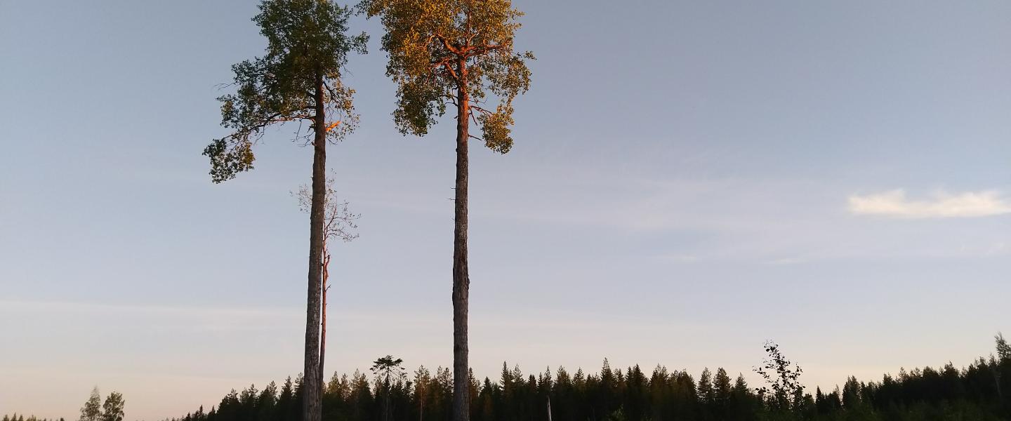 Petäjät