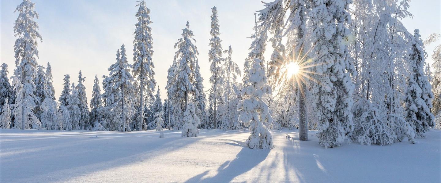 Tykkilumiset puut