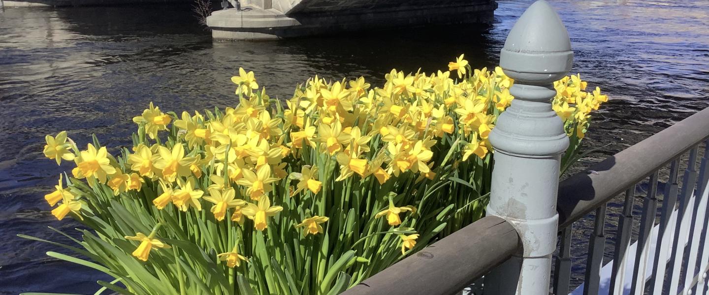 Tampere keltaiset kukat