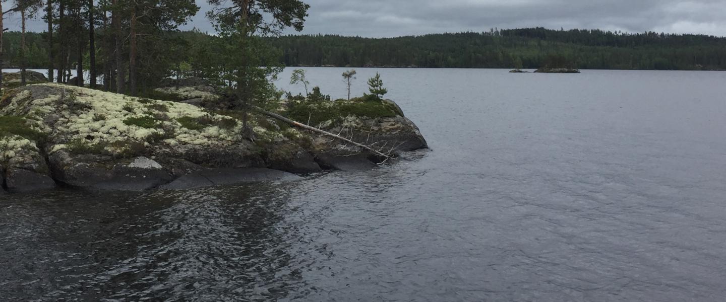 Saari