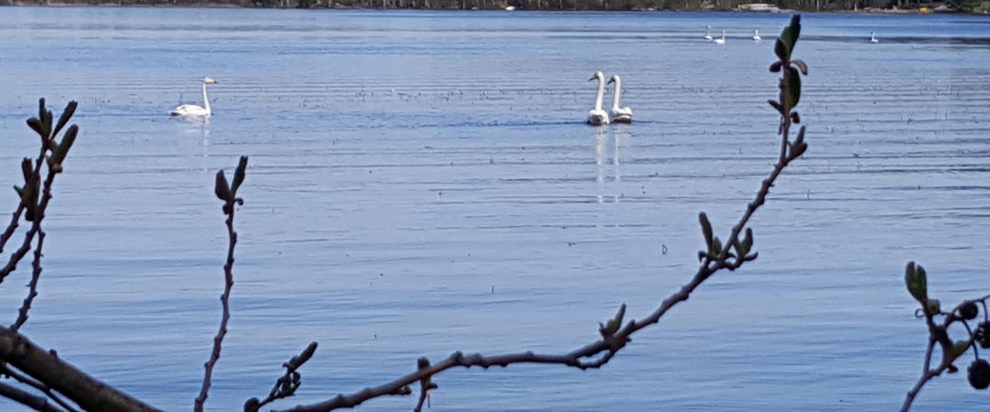 Joutseniaä järvell