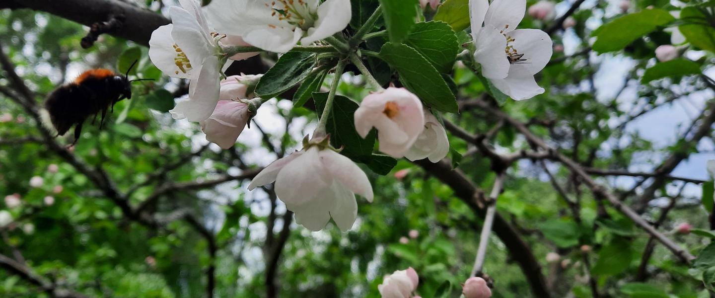 Omenapuu kukassa