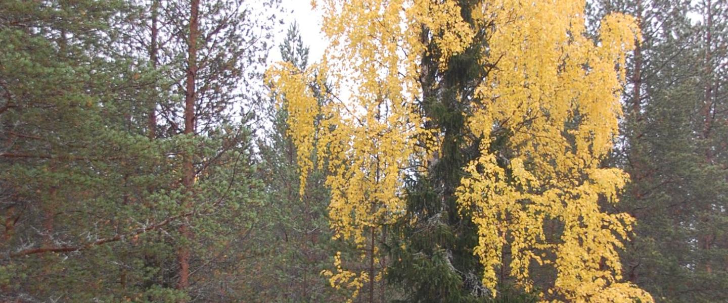 ruskakoivu