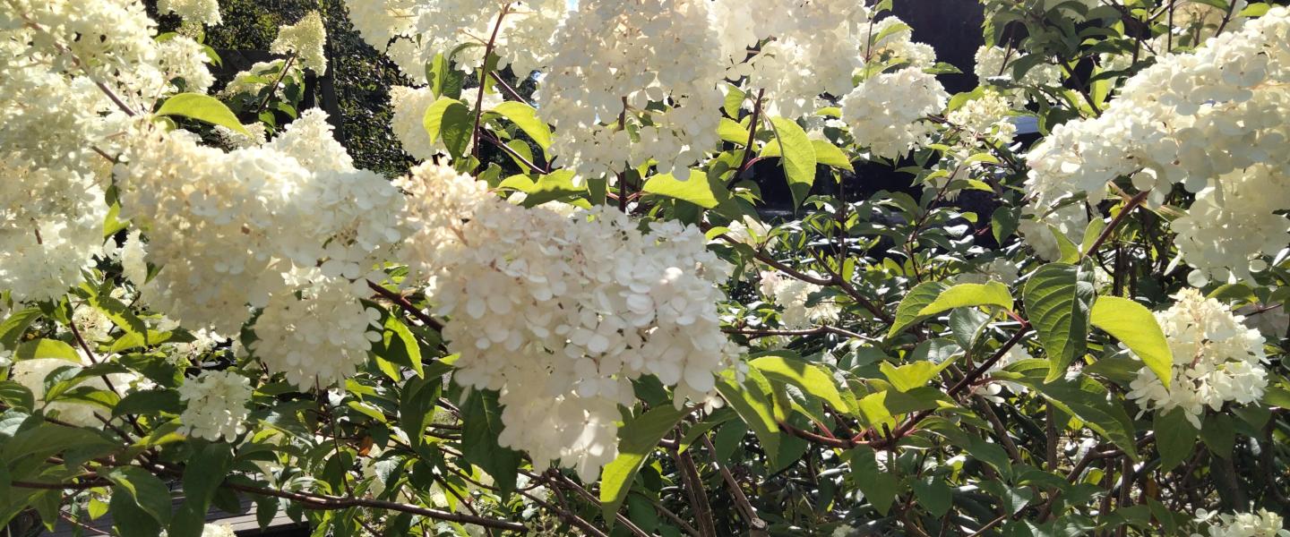 kullaa/hortensia