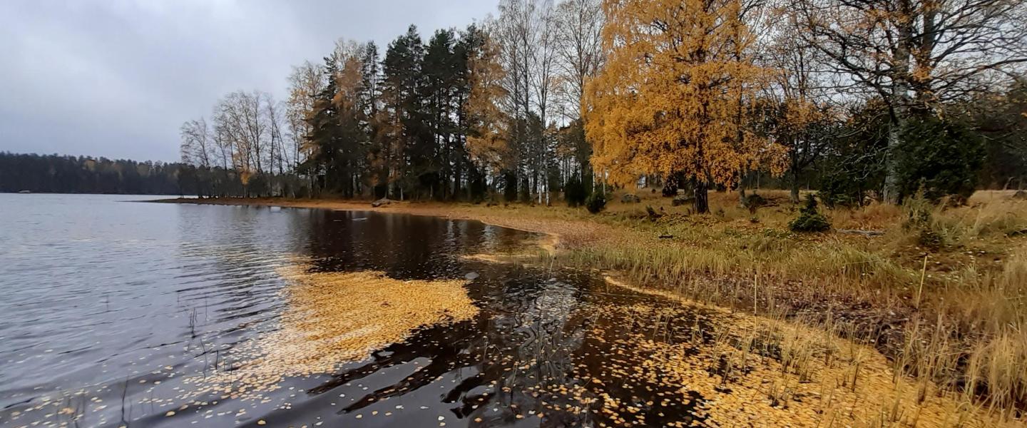 Liesjärvi lokakuu