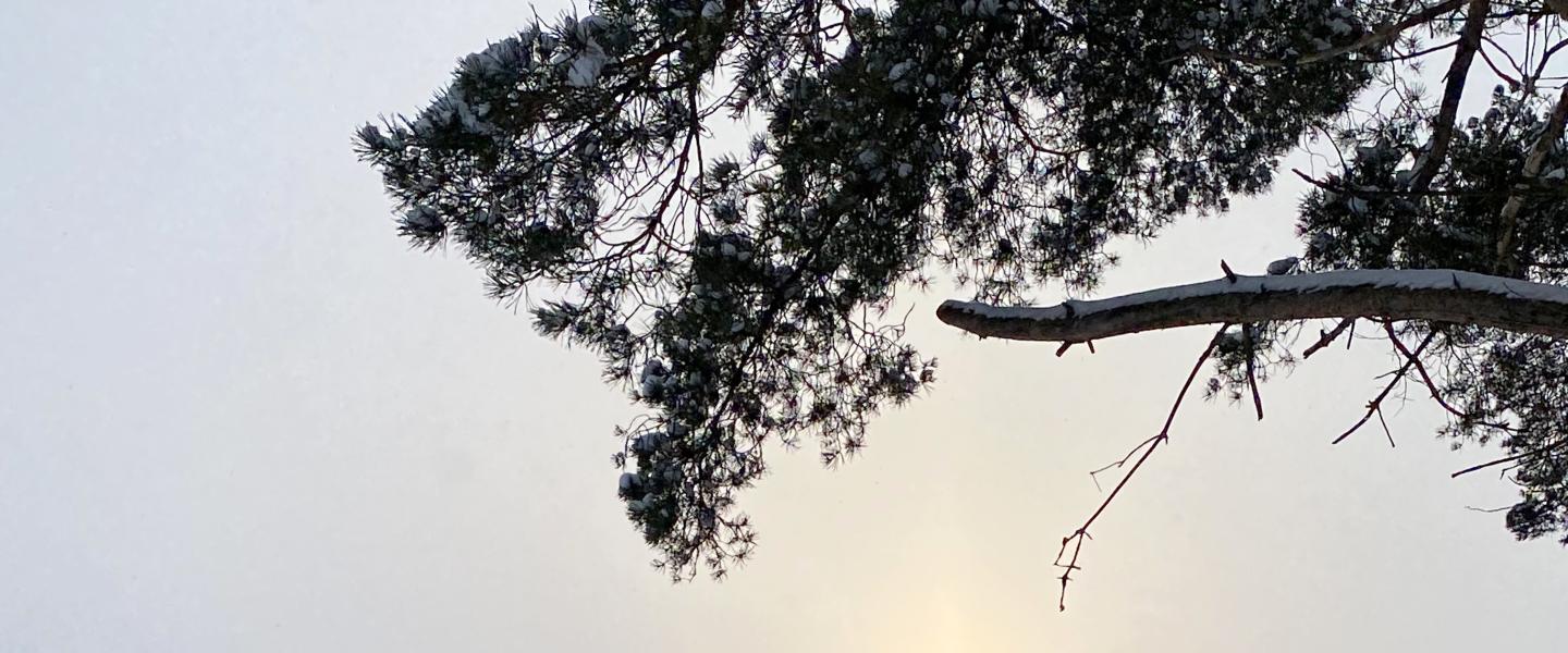 männyn oksa tiilirakennus ja sumuinen aurinko