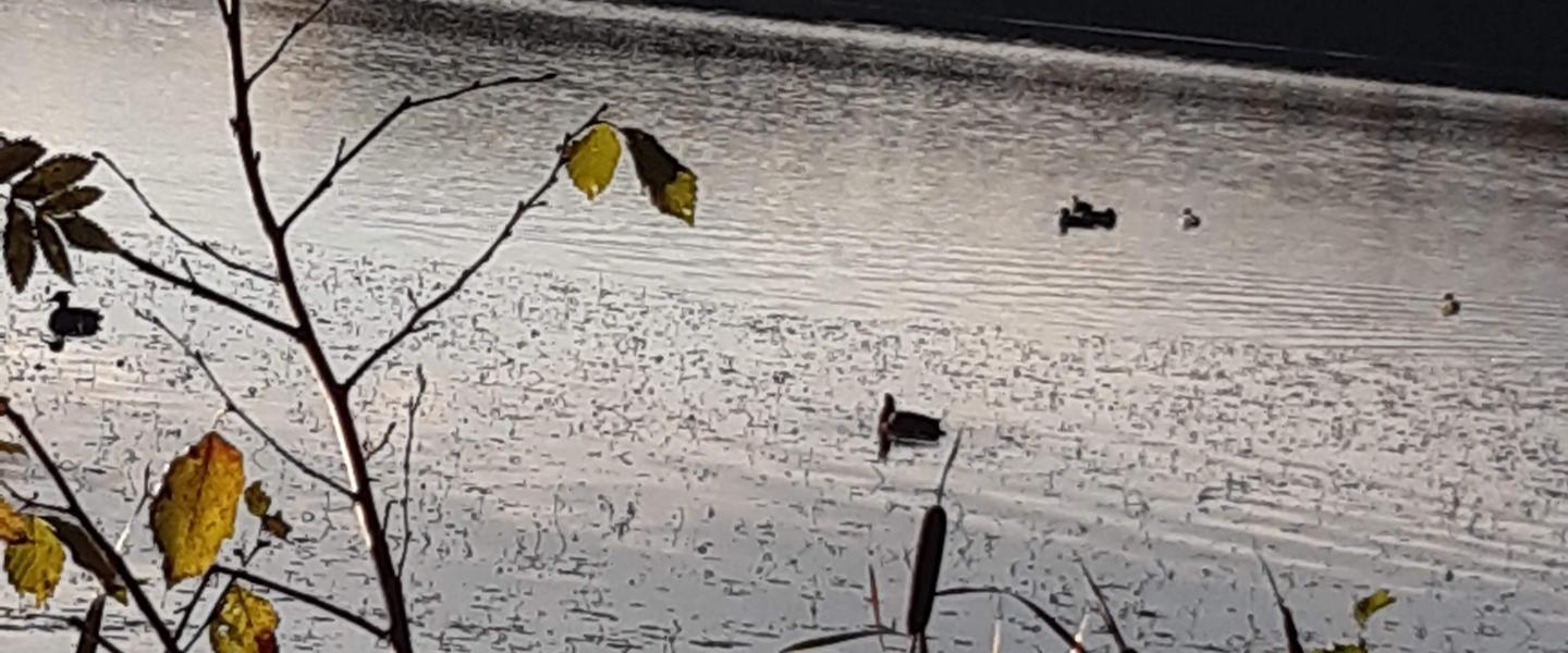 Järvimaisema syksyllä