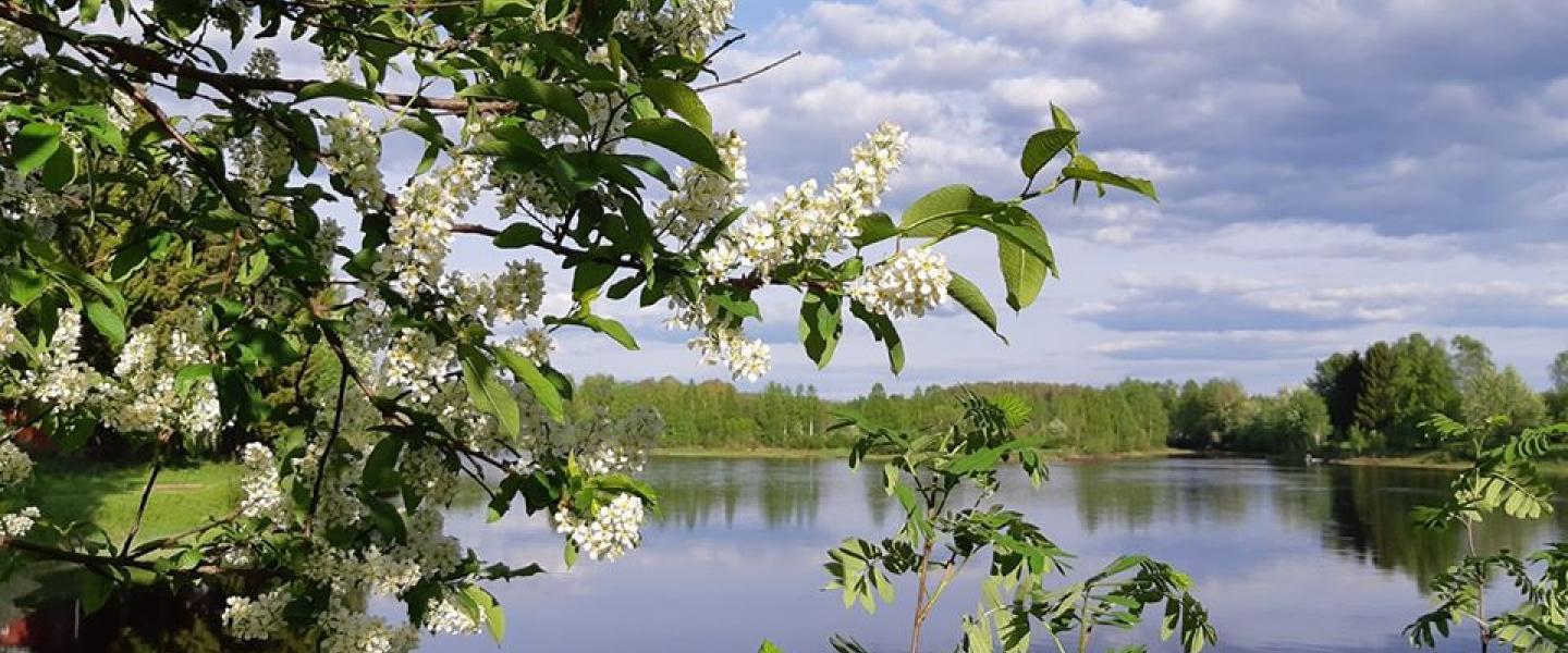 Kesäinen jokimaisema ja tuomi