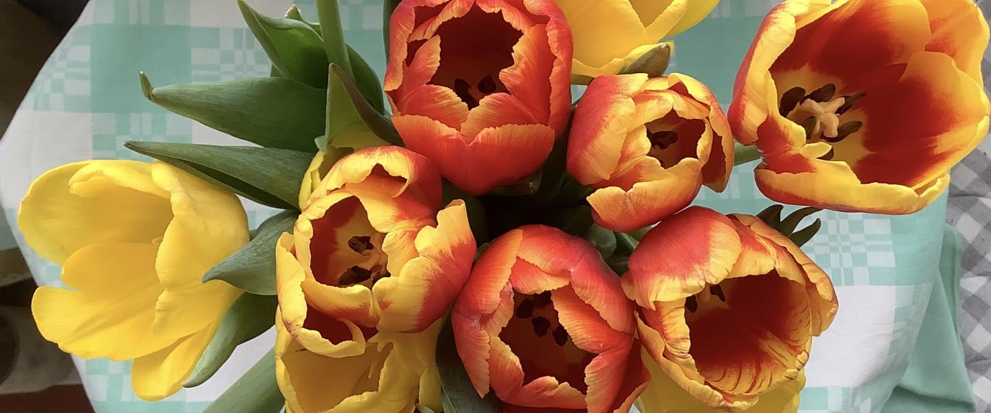 Tampere tulppaanit