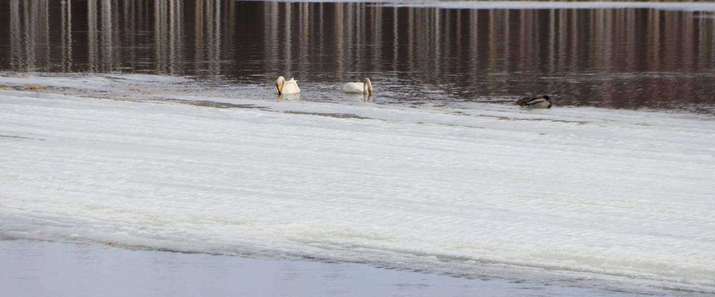 Kevätkarkelot