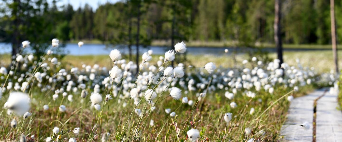 Tupasvillat suomaisemassa