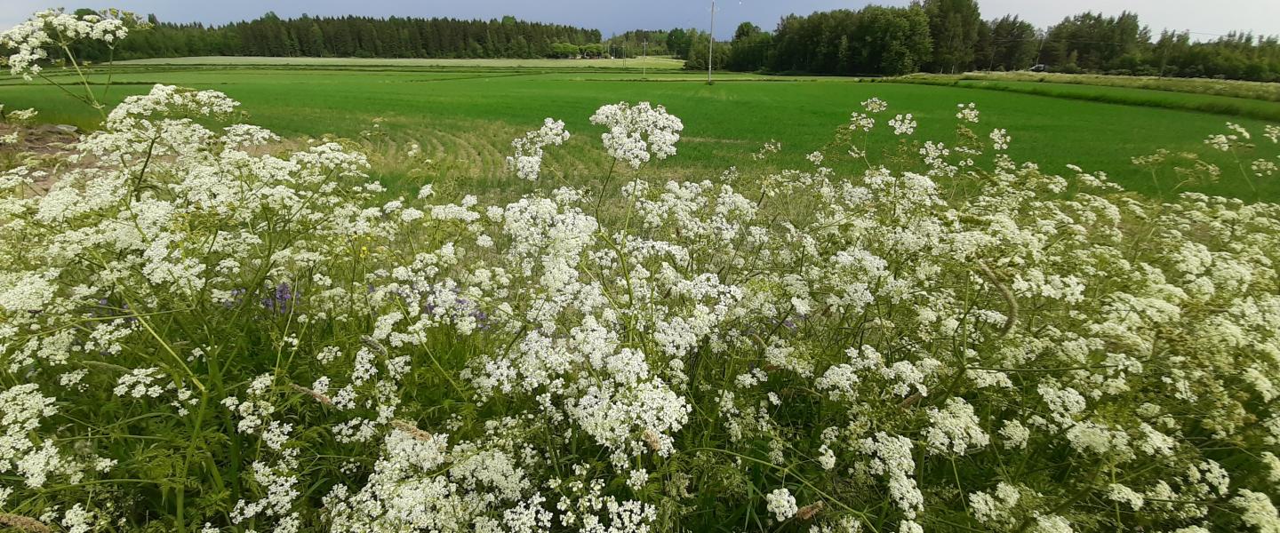 pellonreuna koiranputket