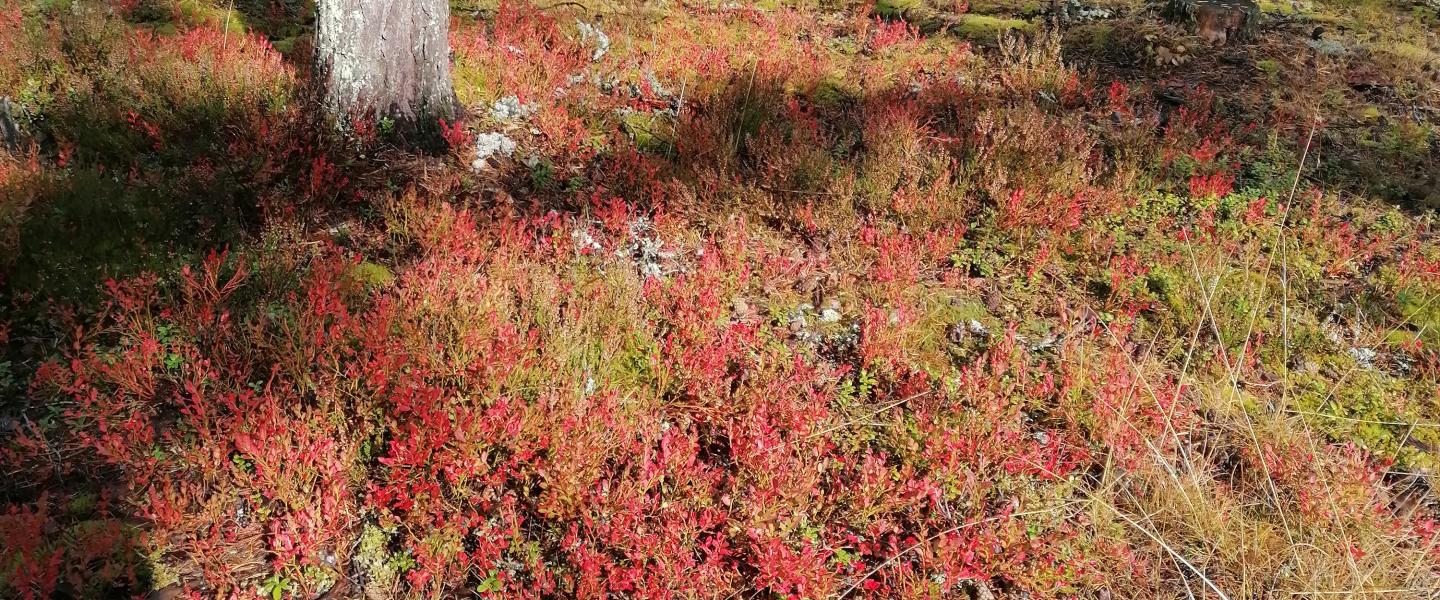 SaloRuska1