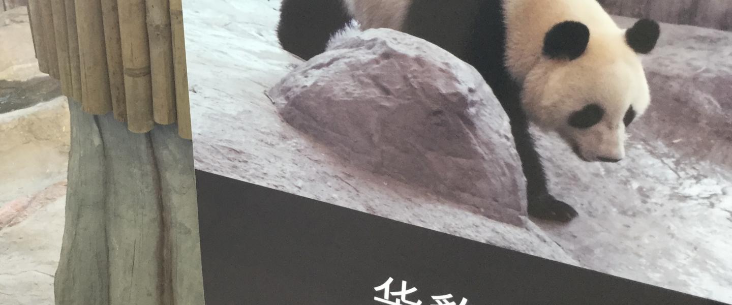 Tampere Panda