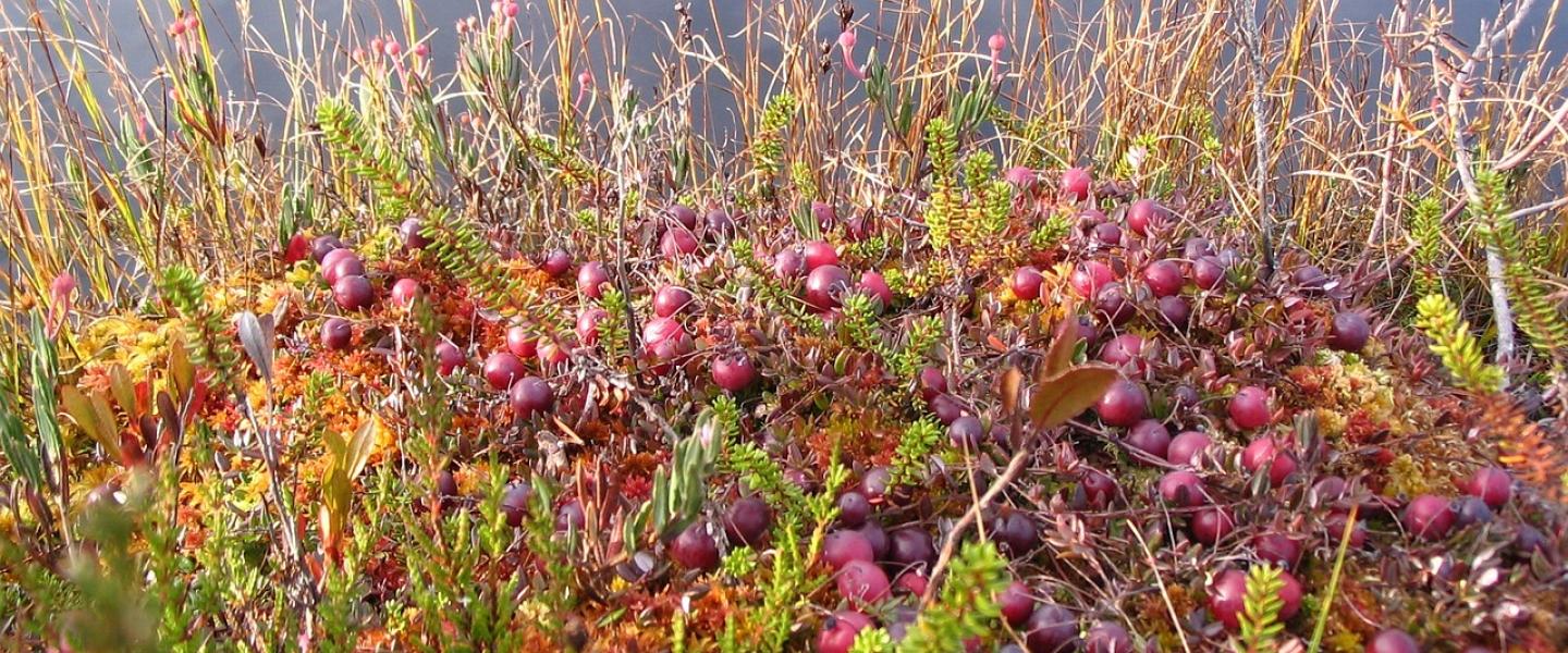 Karpaloita suolla