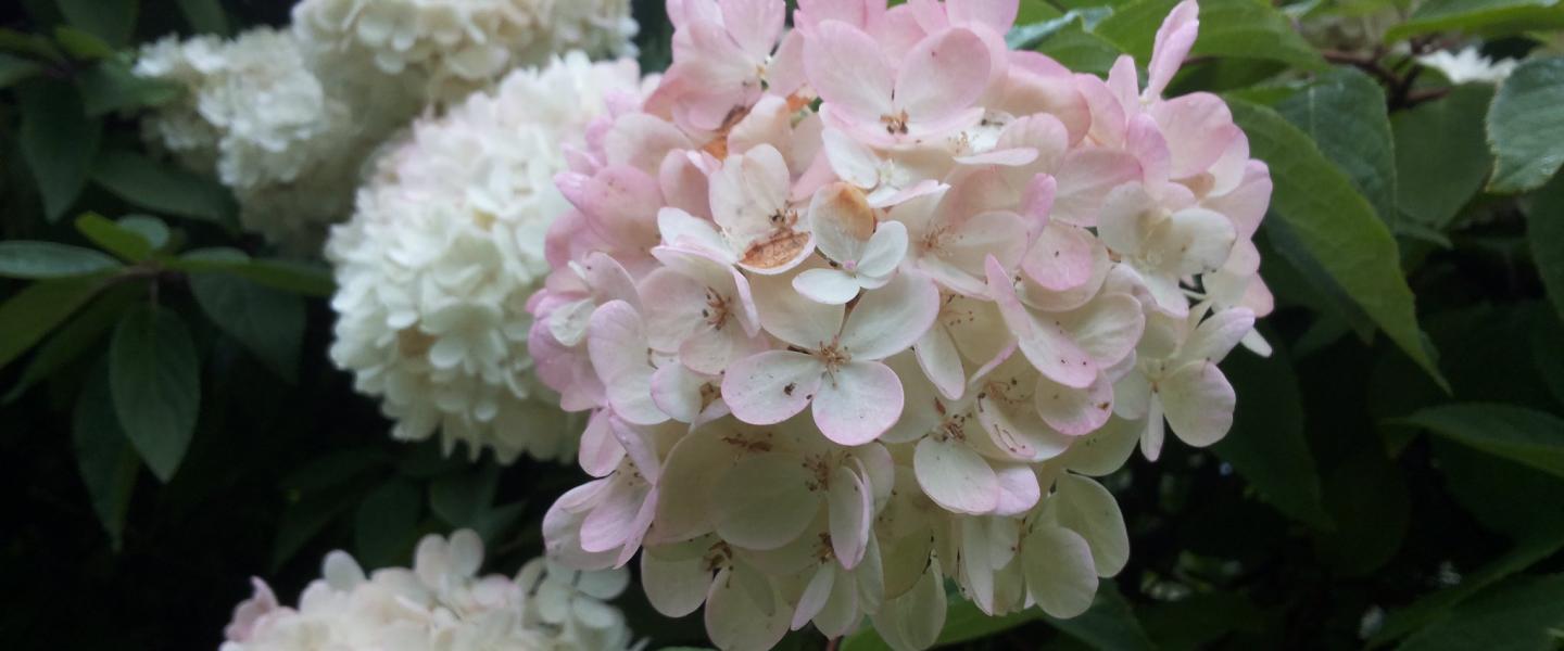 Hortensia RT