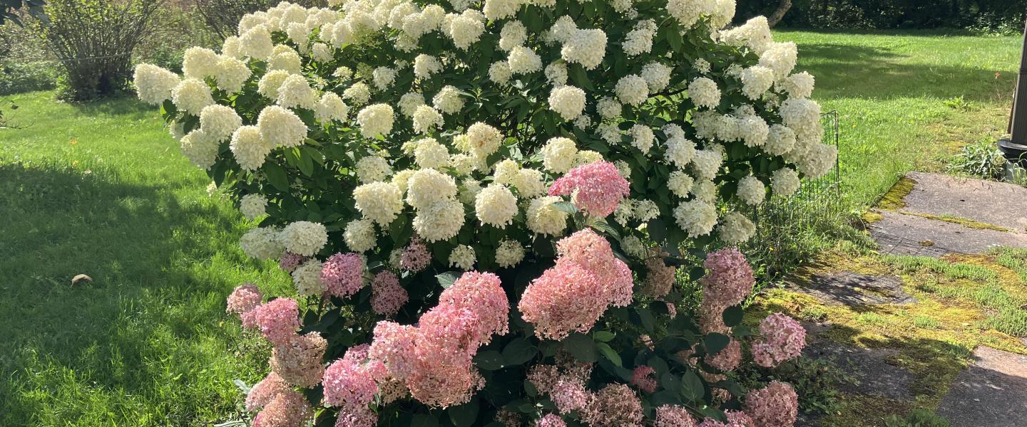 Alastaro_hortensia_2023