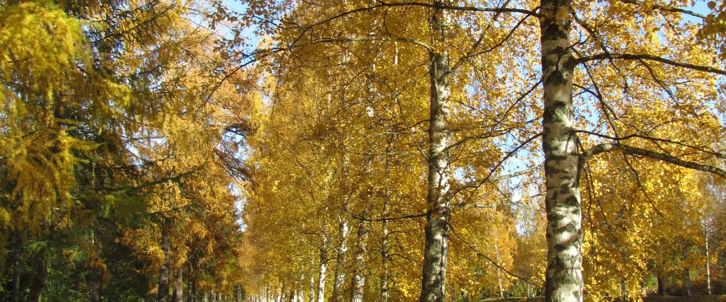 Kävelyä
