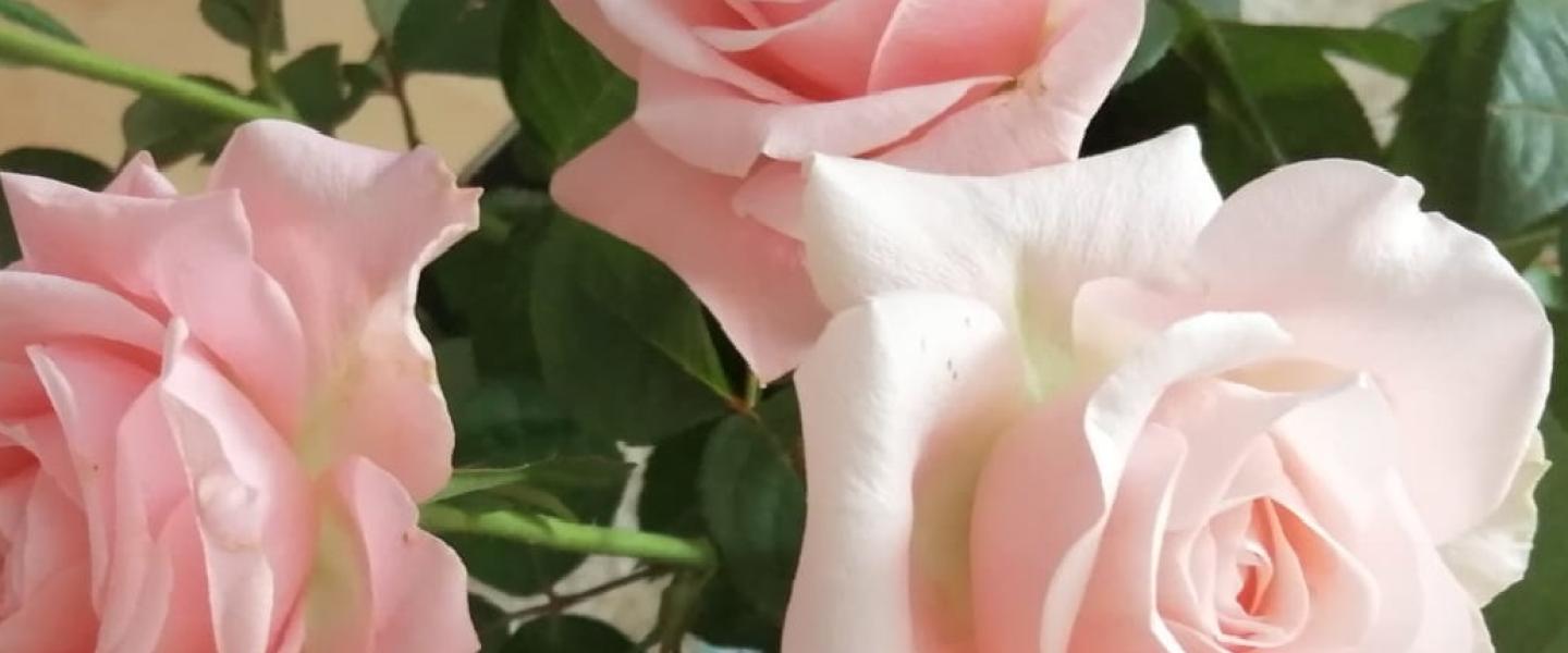 Vaaleanpunaiset ruusut