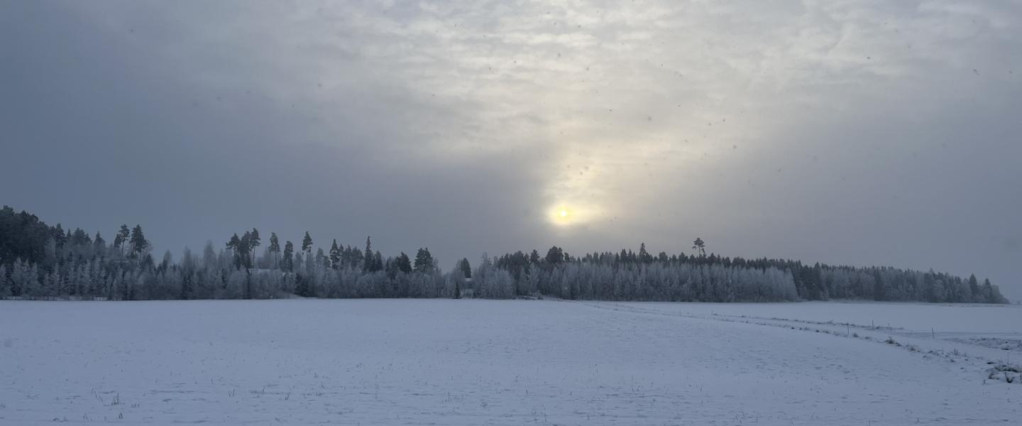 Metsäinen maisemakuva