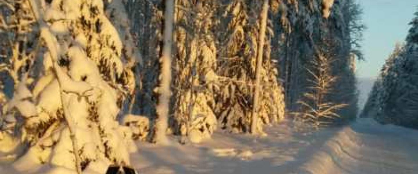 Sauvakävely 19.01