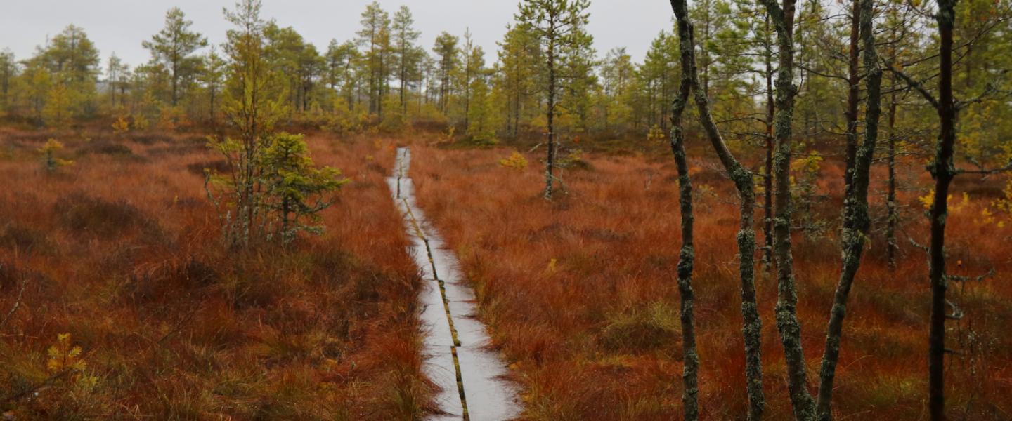 Äijävirtaa patikointi Laihia