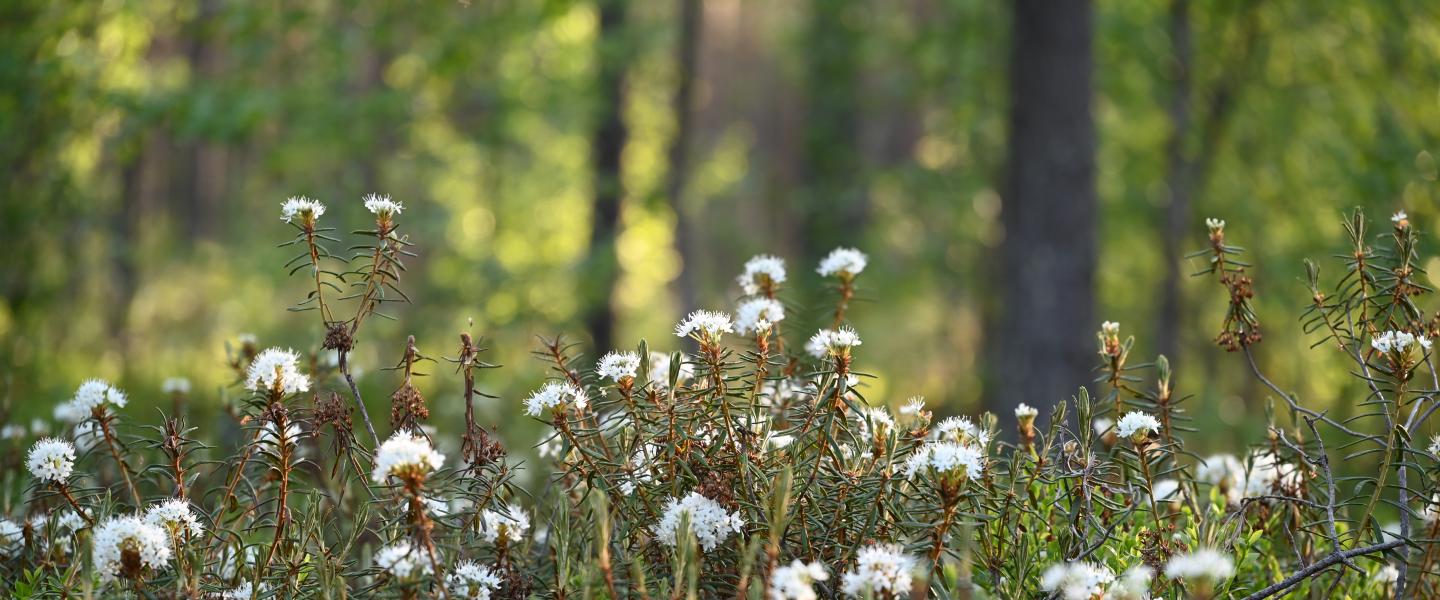 suopursuja metsässä