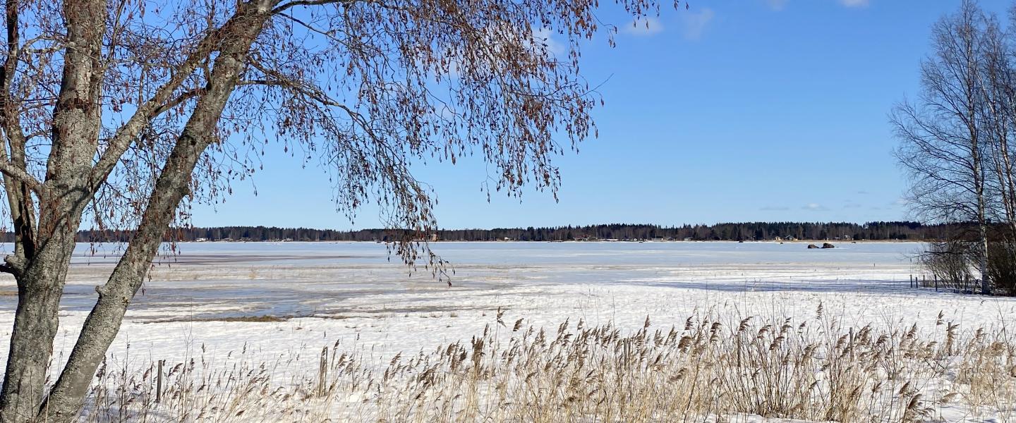 Puu ja heiniä jäisen lahden rannalla