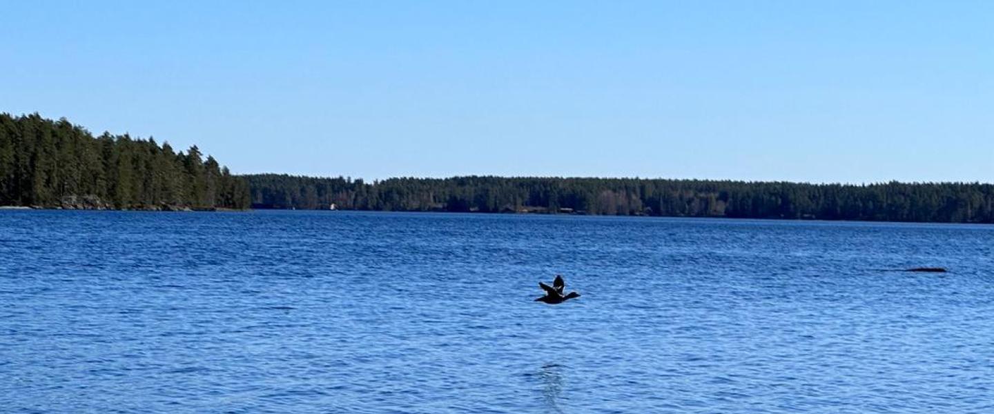 Kevät järvellä