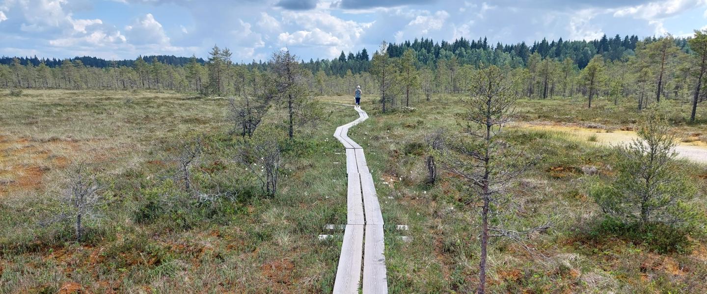 Tammelan Torronsuo, kuvituskuva, Riihimäki