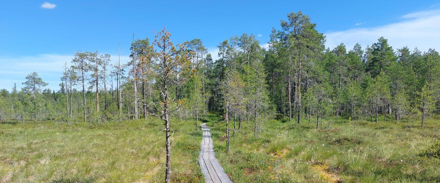 Kesäinen suo- ja metsämaisema, pitkospuut