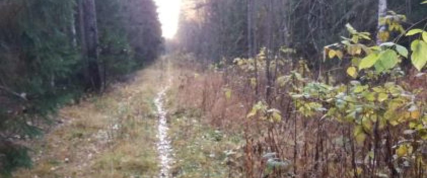 kävely 1.11
