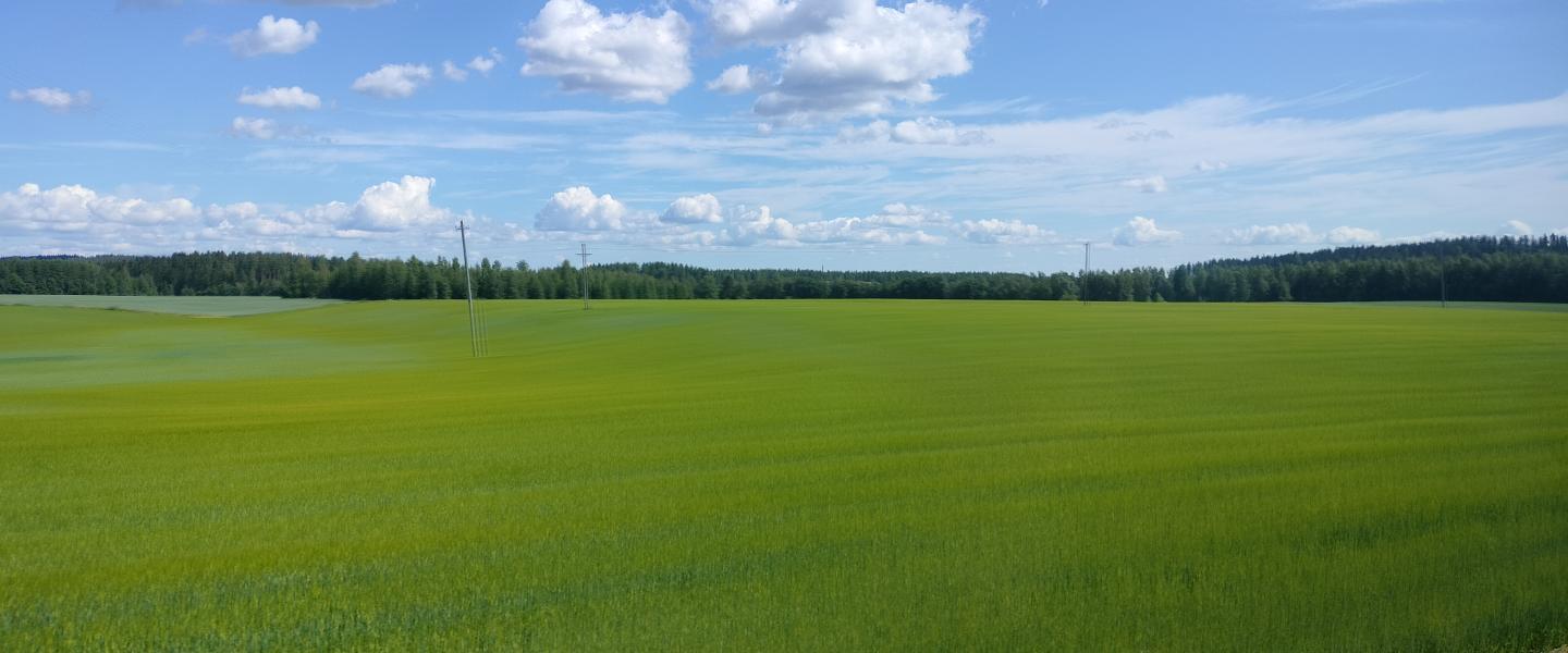 kesäinen pelto ja taivas