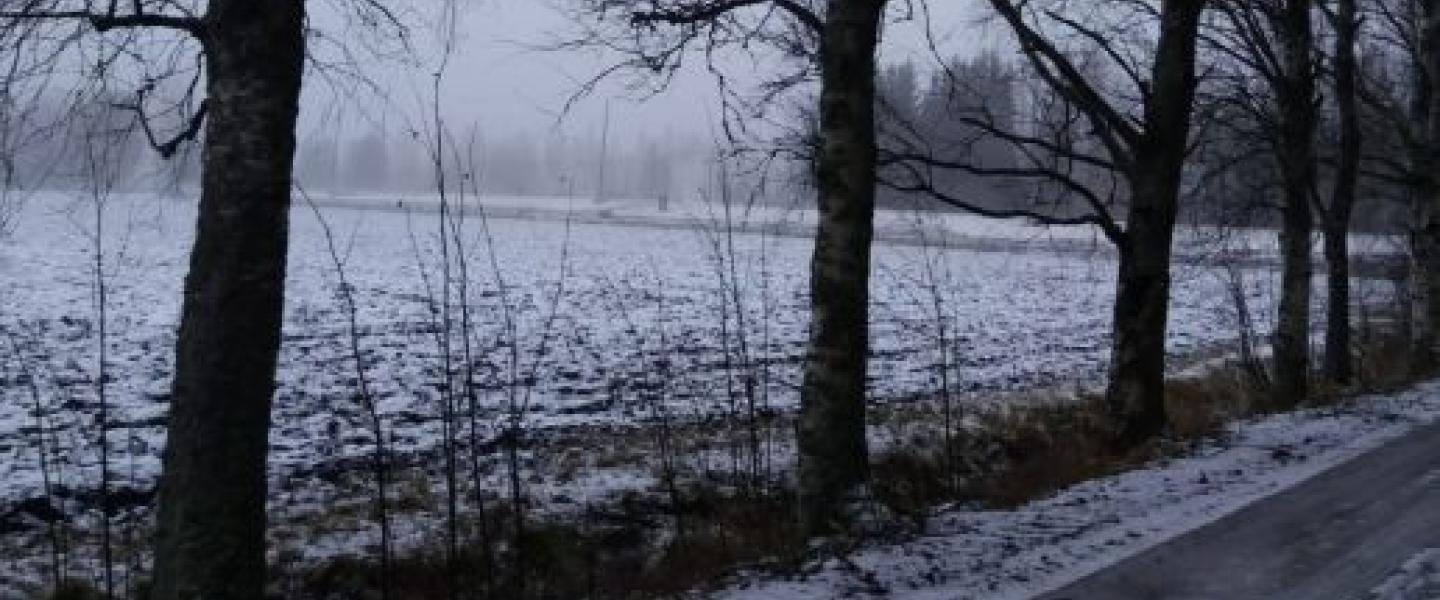 Kävelyä 28.02.2025