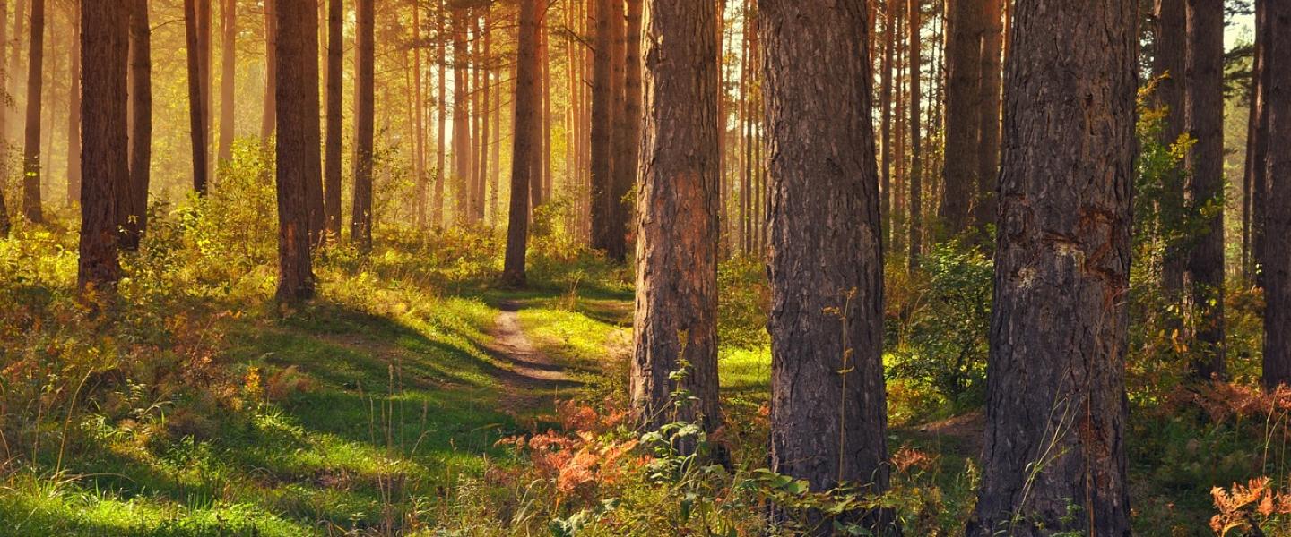 metsä