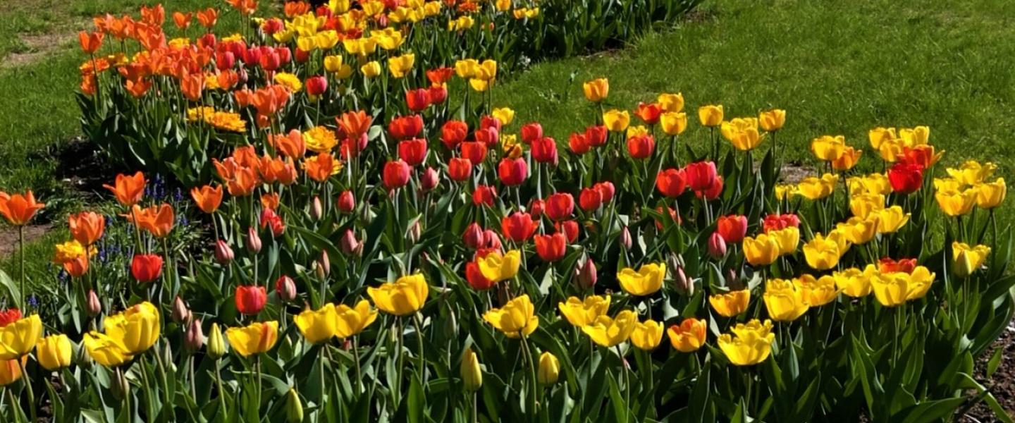 tulppaanit